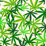 Herb Marijuana Leaves Natural Green