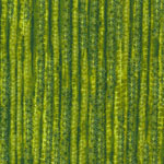 Cactus Stripe Print Fabric