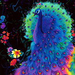 Glow Rainbow Peacock Panel on black